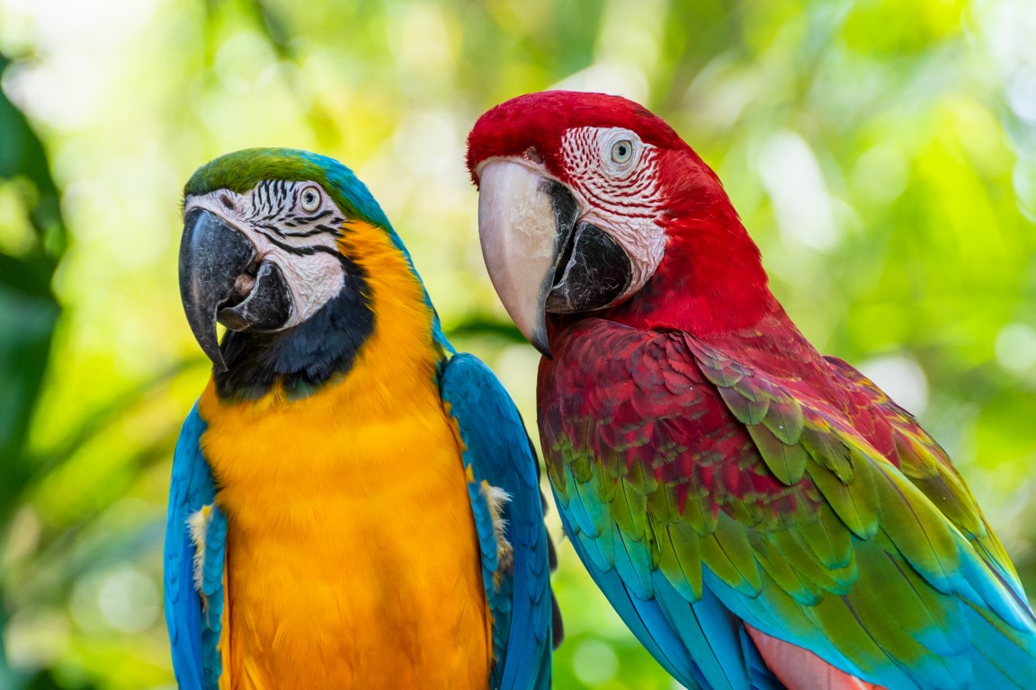 Oiseaux du Québec, mémoire en vol
