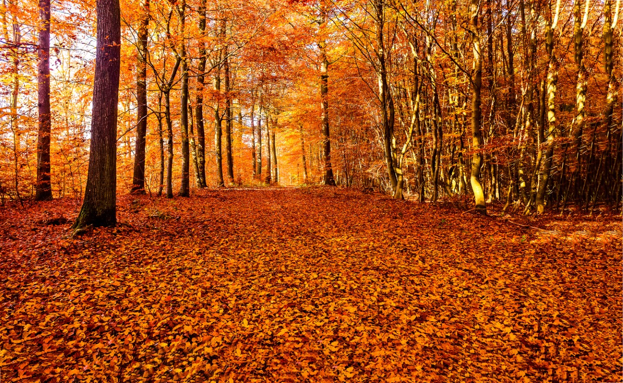 Tes arbres ont-ils des secrets